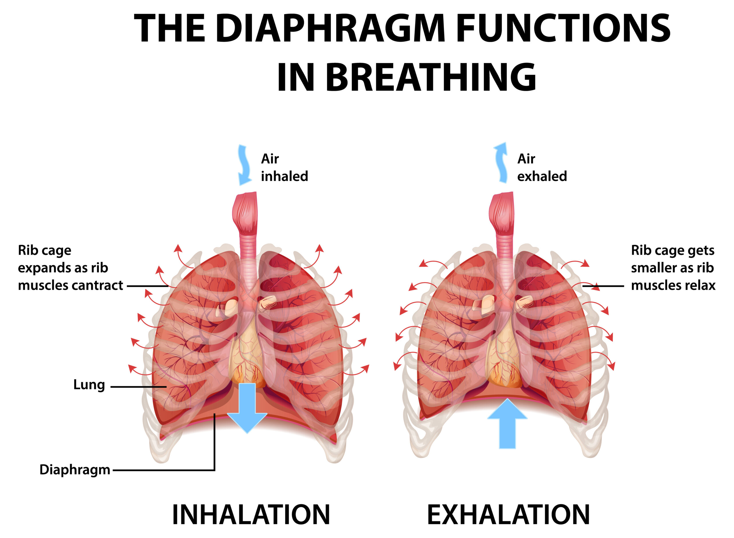 The illustration shows the breathing functions of diaphragm